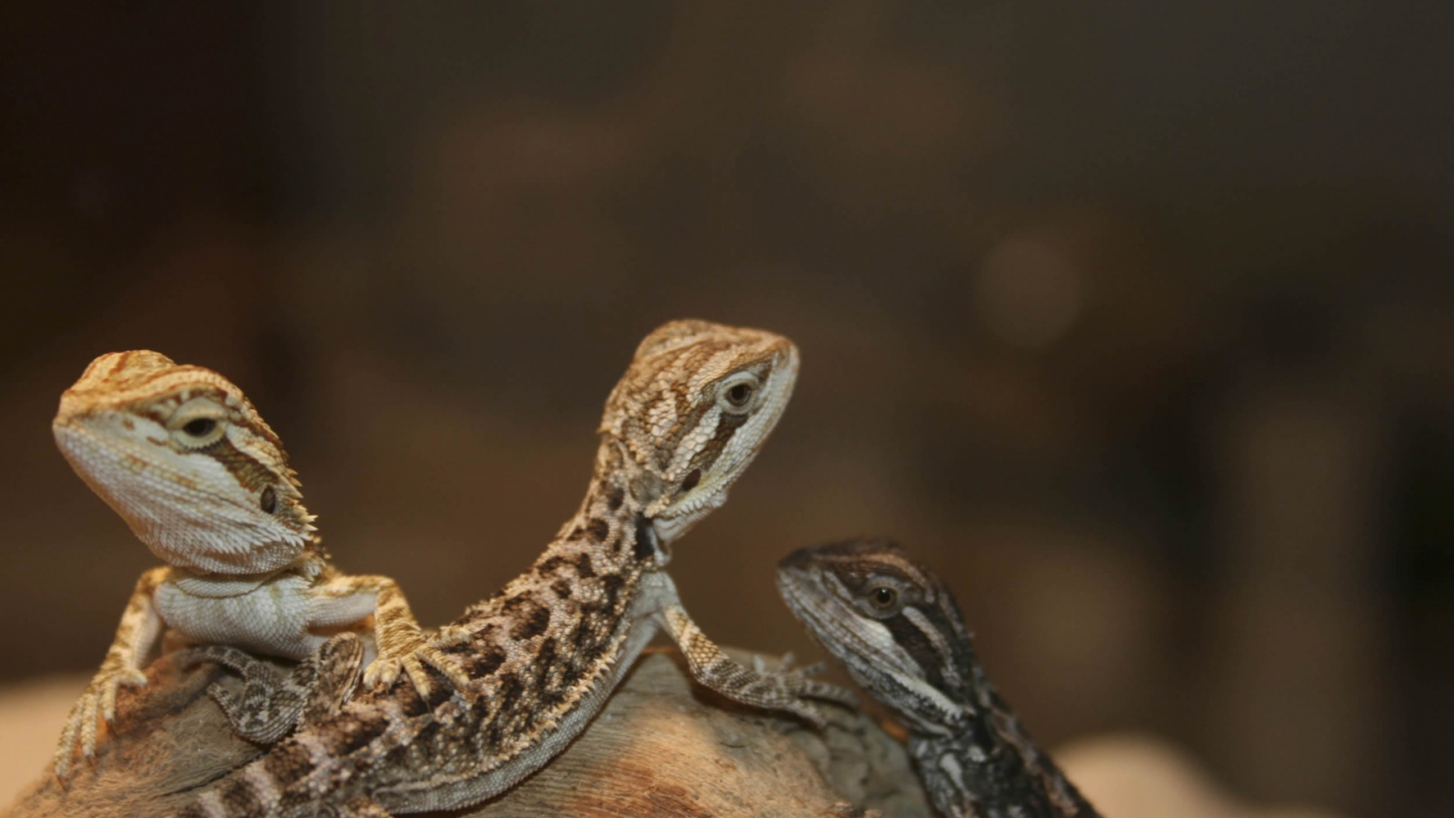 Бородатый дракон