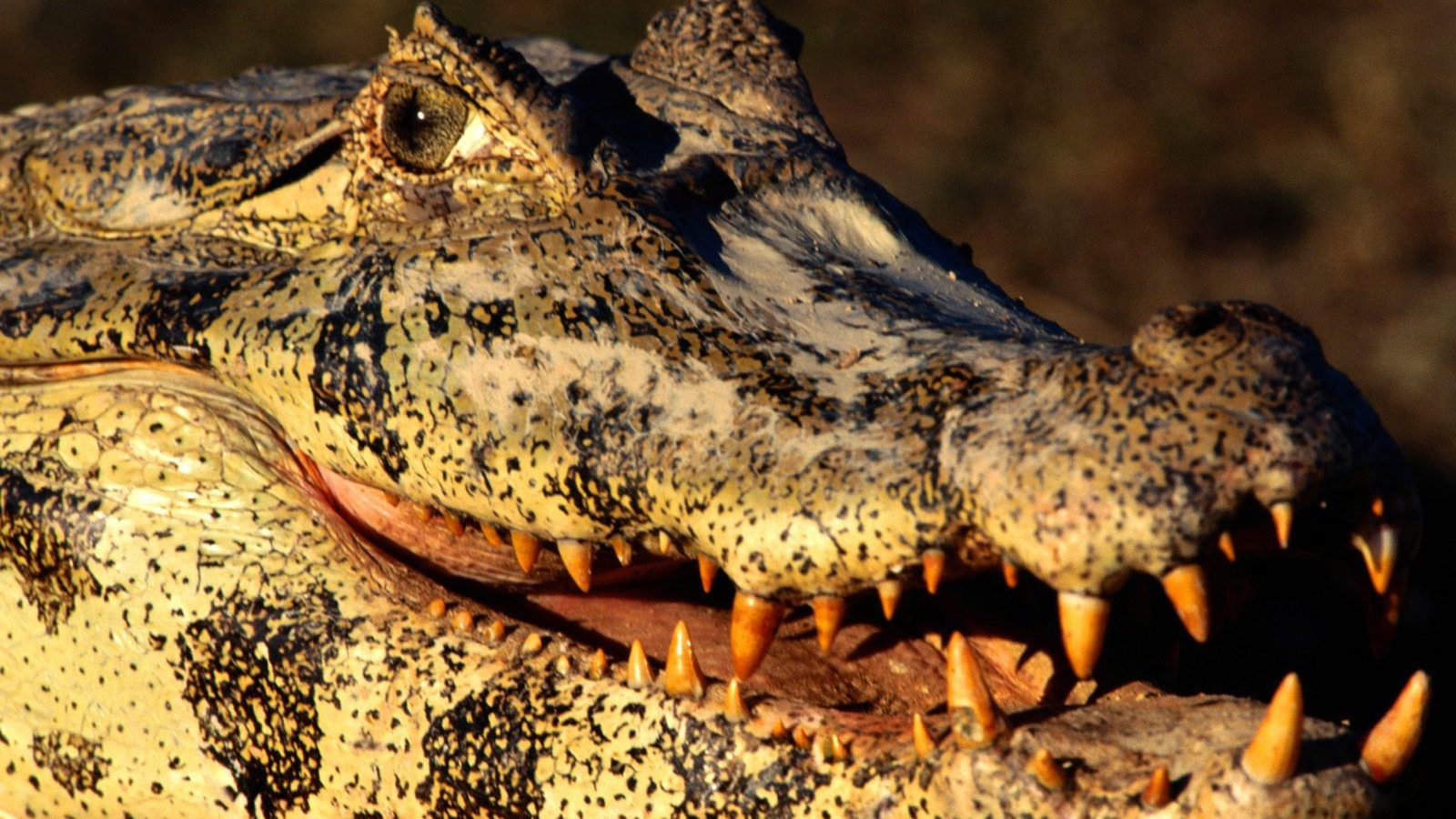 Голова каймана