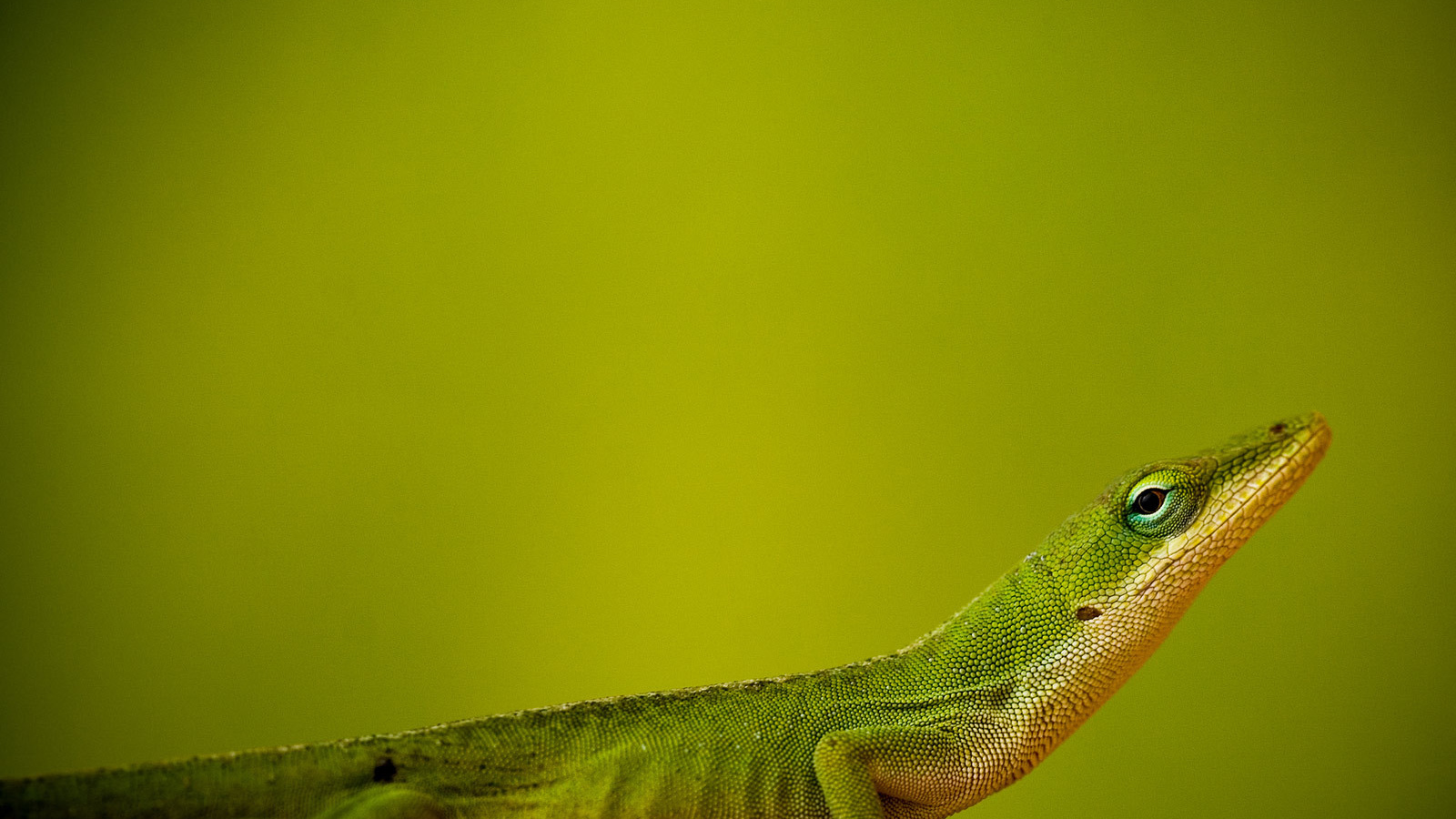 Ящерица на зеленом фоне