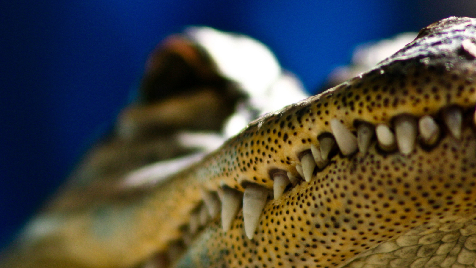 Зубы крокодила