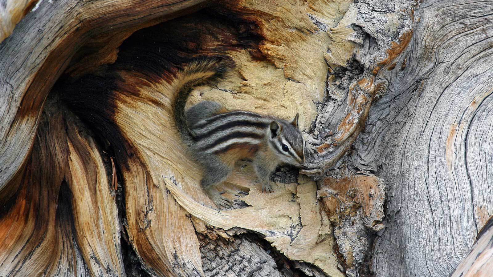 Бурундук на дереве