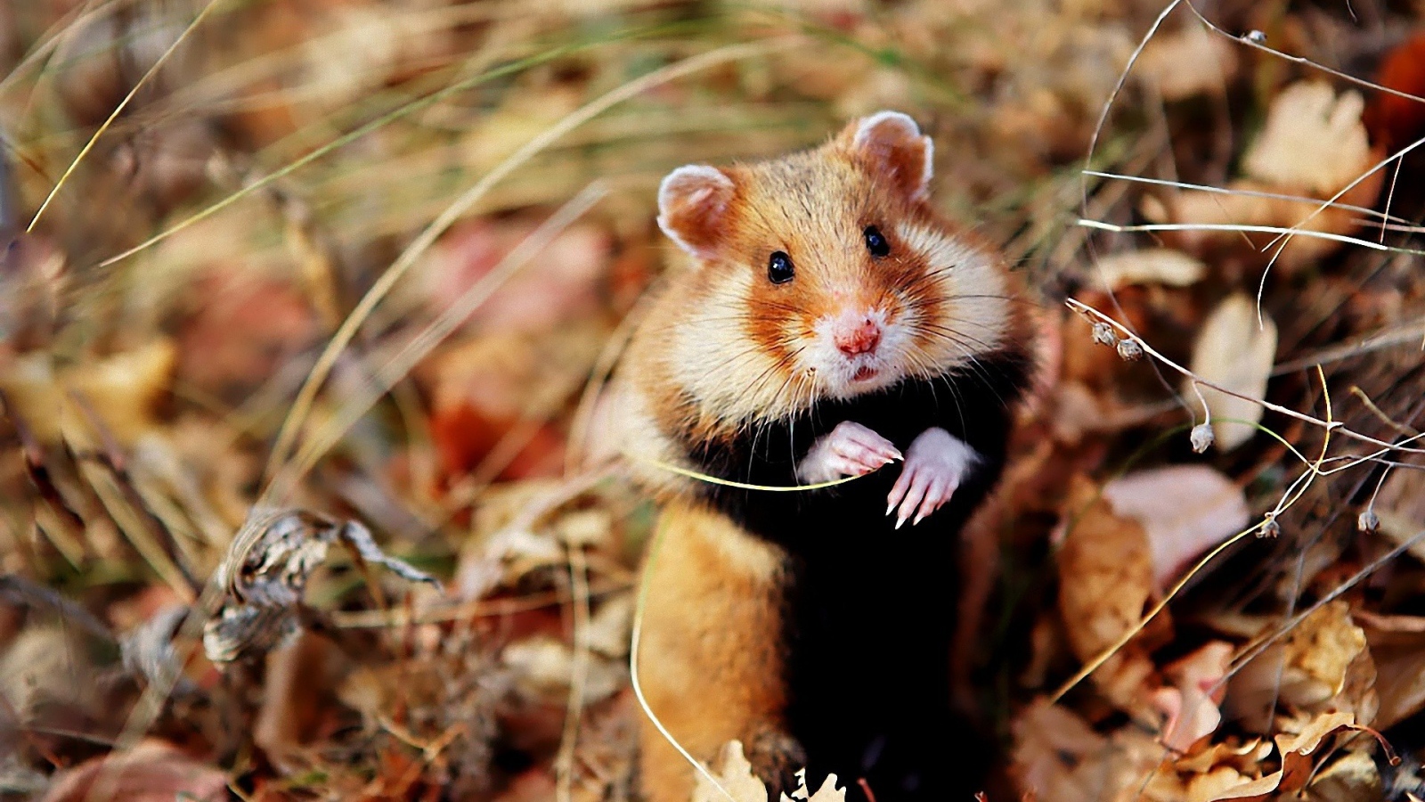 Хомяк сидит в траве