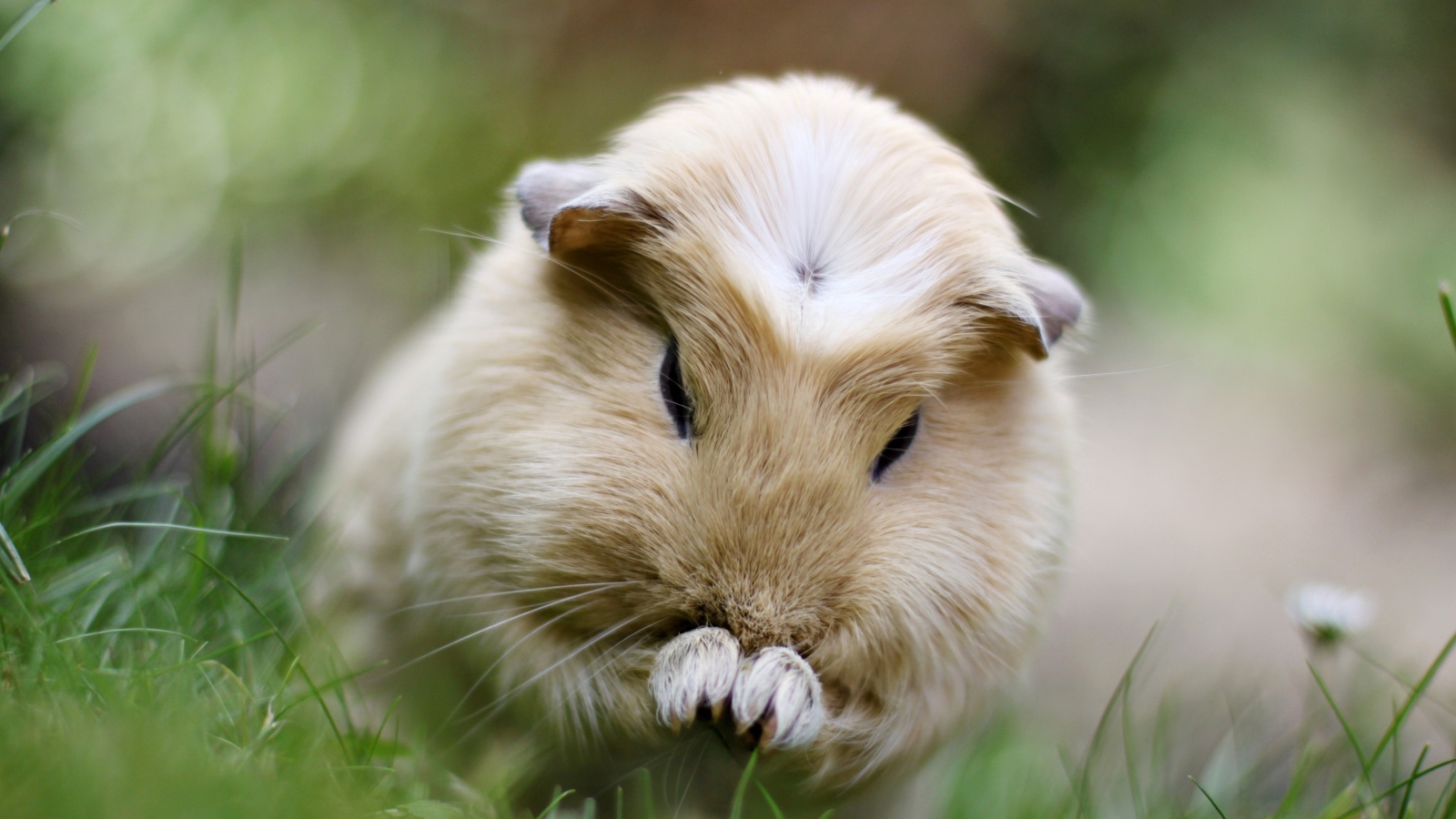 Морская свинка