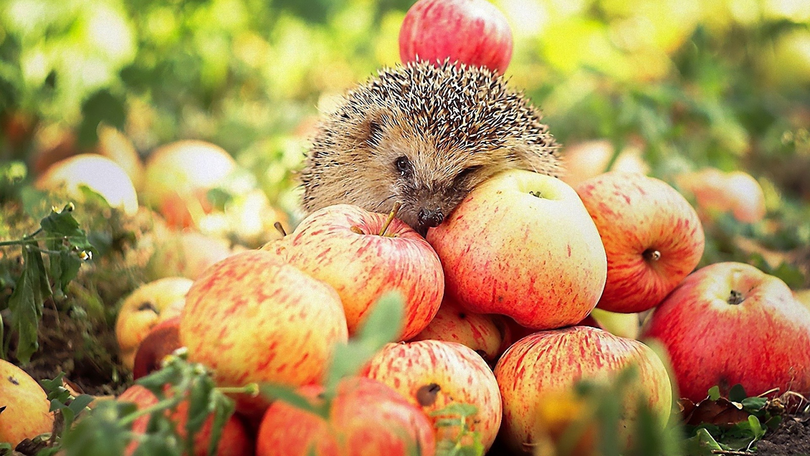 Ёжик на яблоках