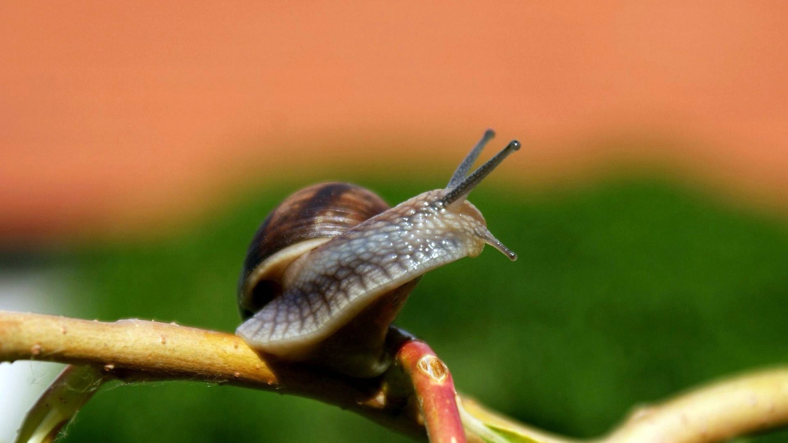 	  Snail on a branch