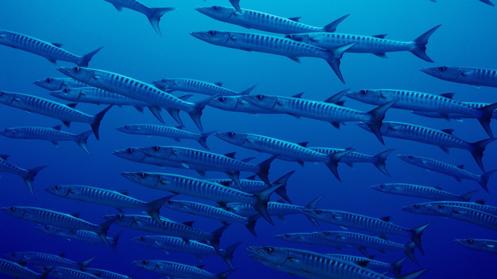 Стая рыб в глубине океана