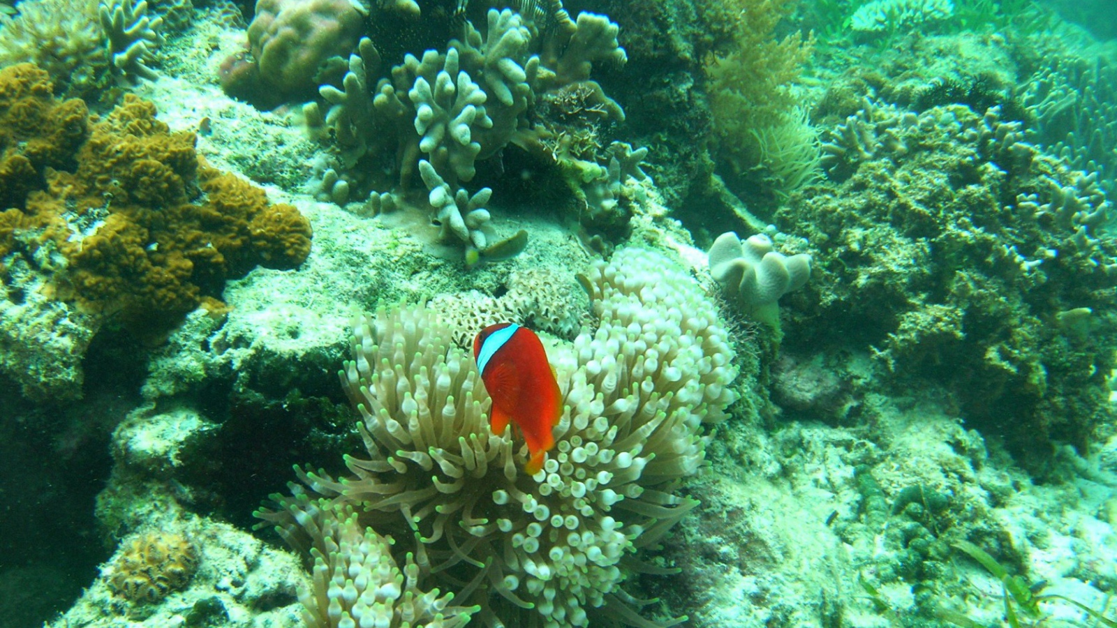 Рыба среди кораллов