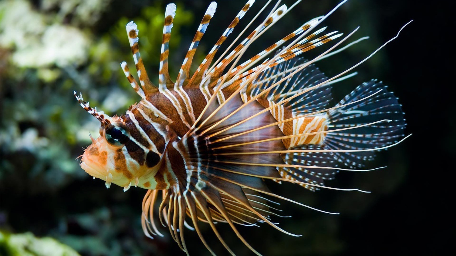 Светящеяся коралловая рыба