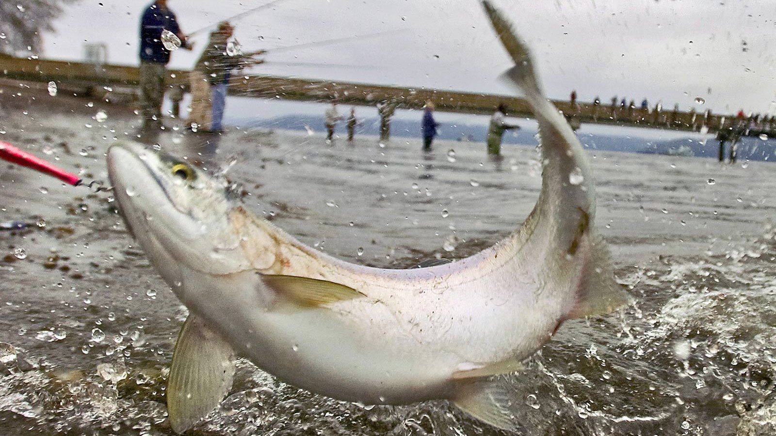 Массовая рыбалка