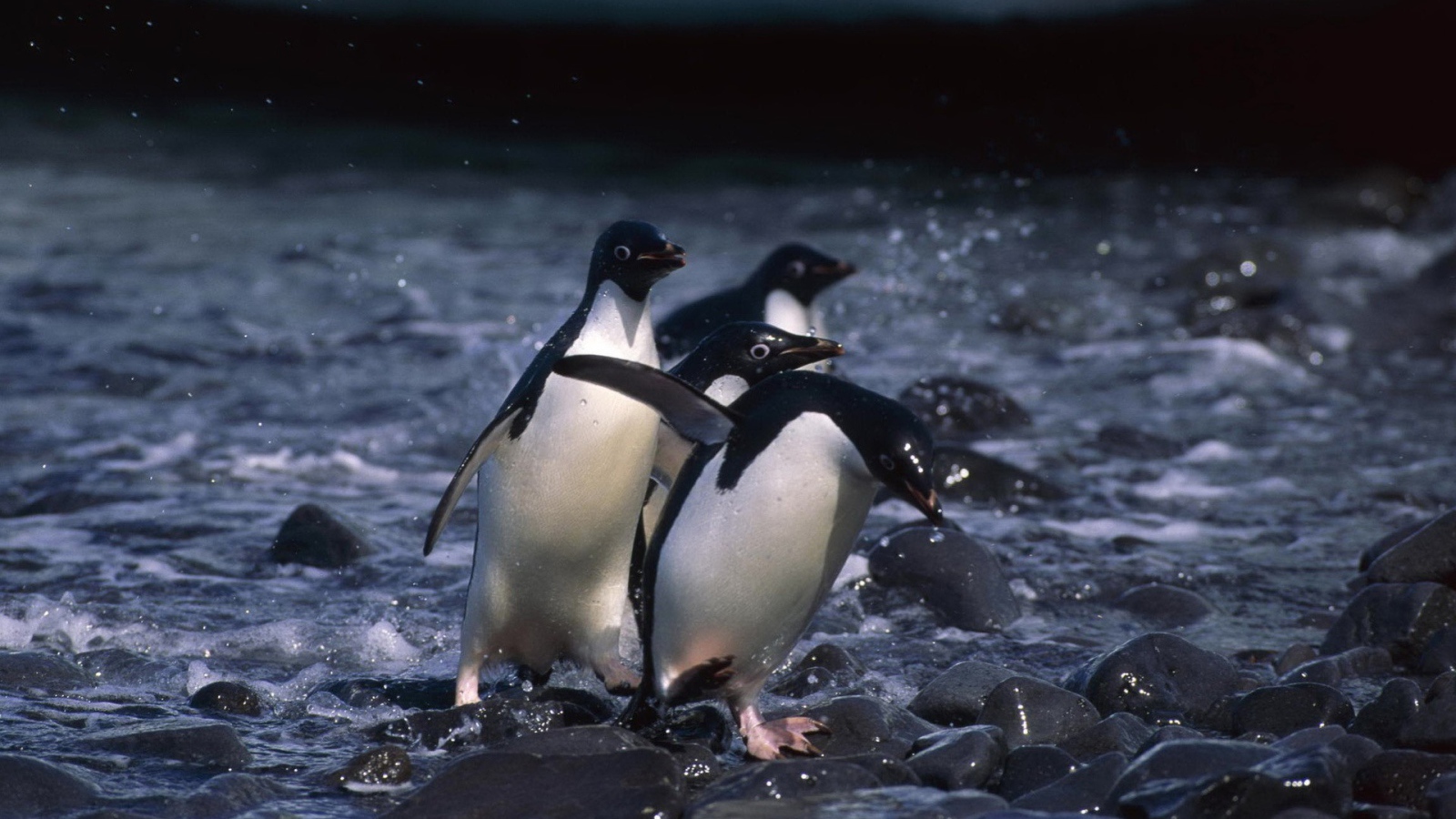 Пингвины выходят на берег