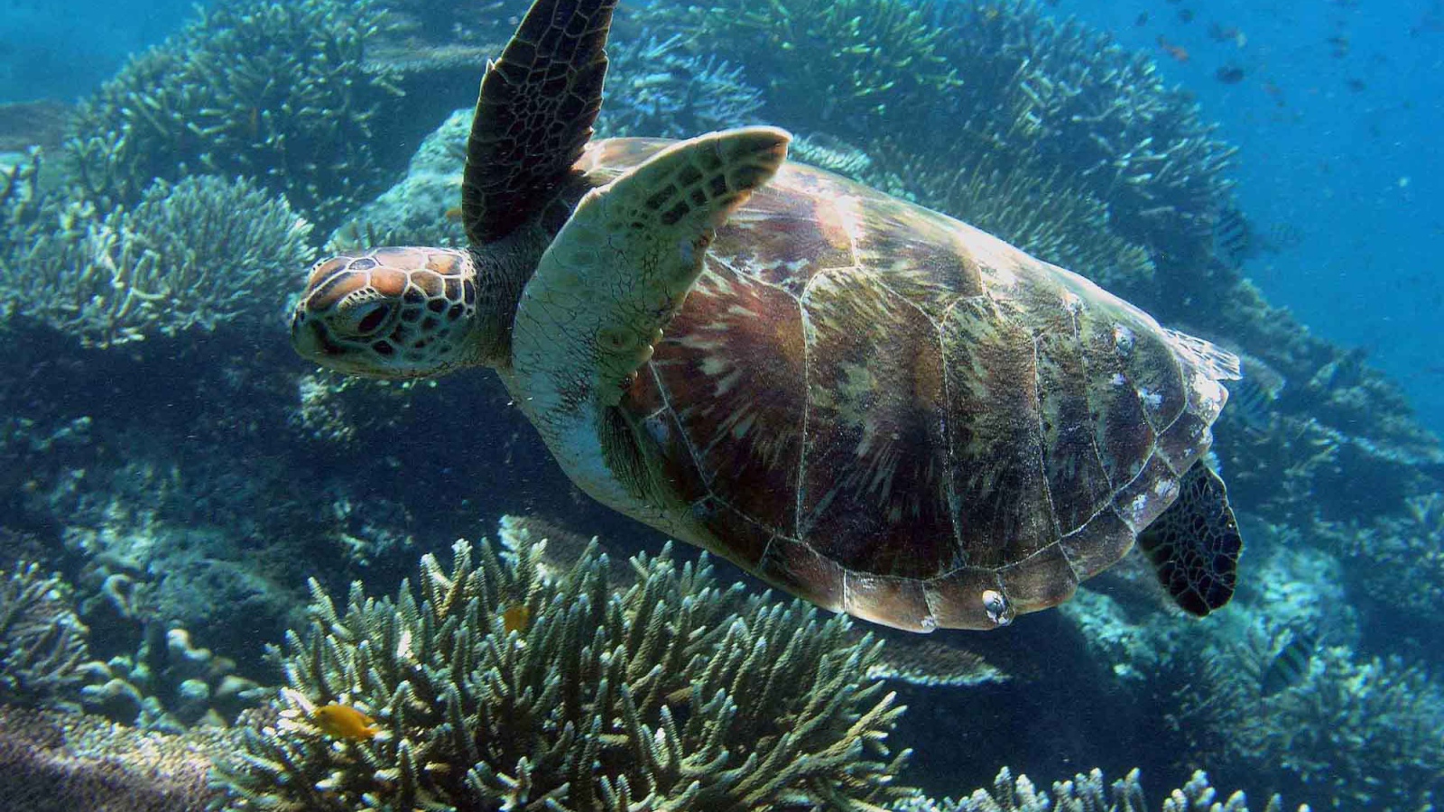 Морская черепаха под водой