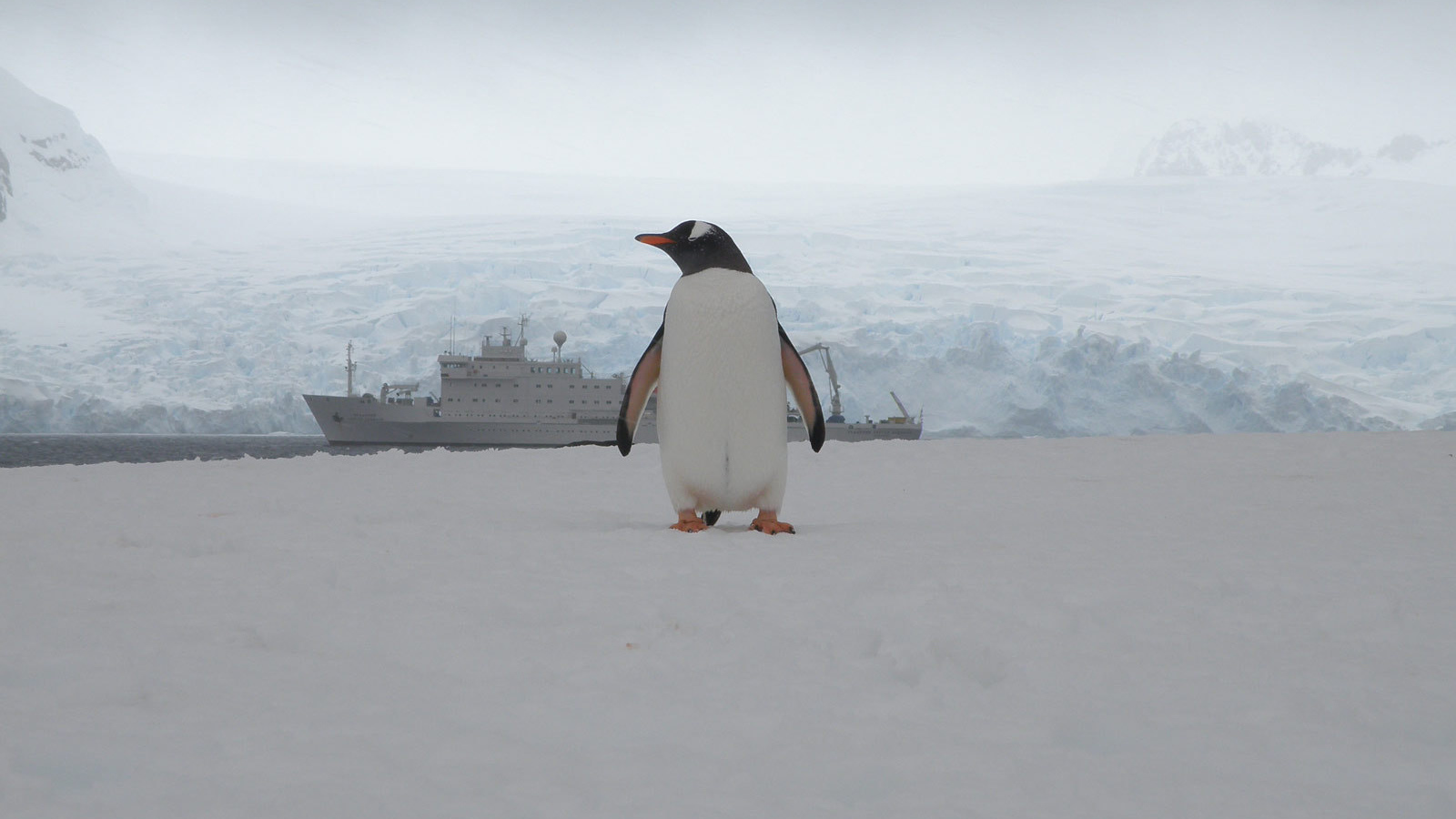 Единственный пассажир с корабля