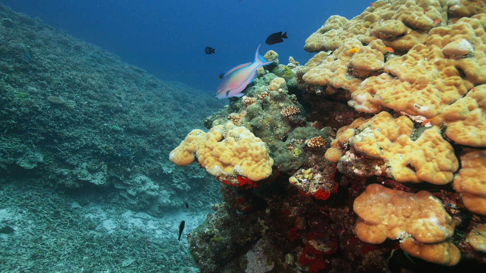 Подводный мир океана