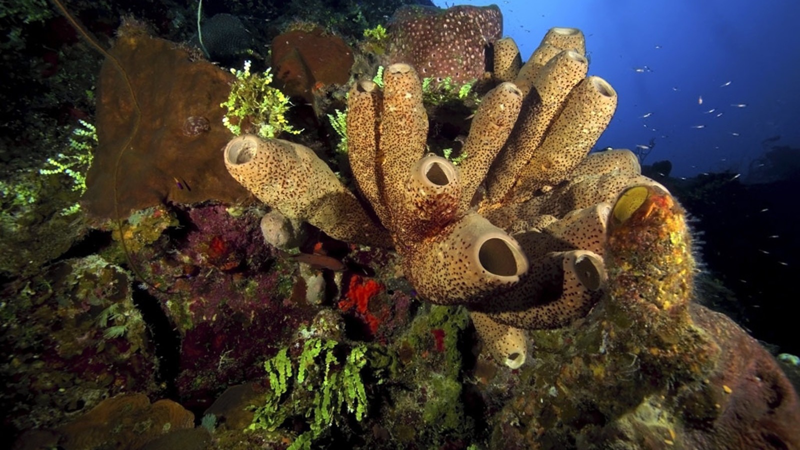 Жизнь на подводных камнях