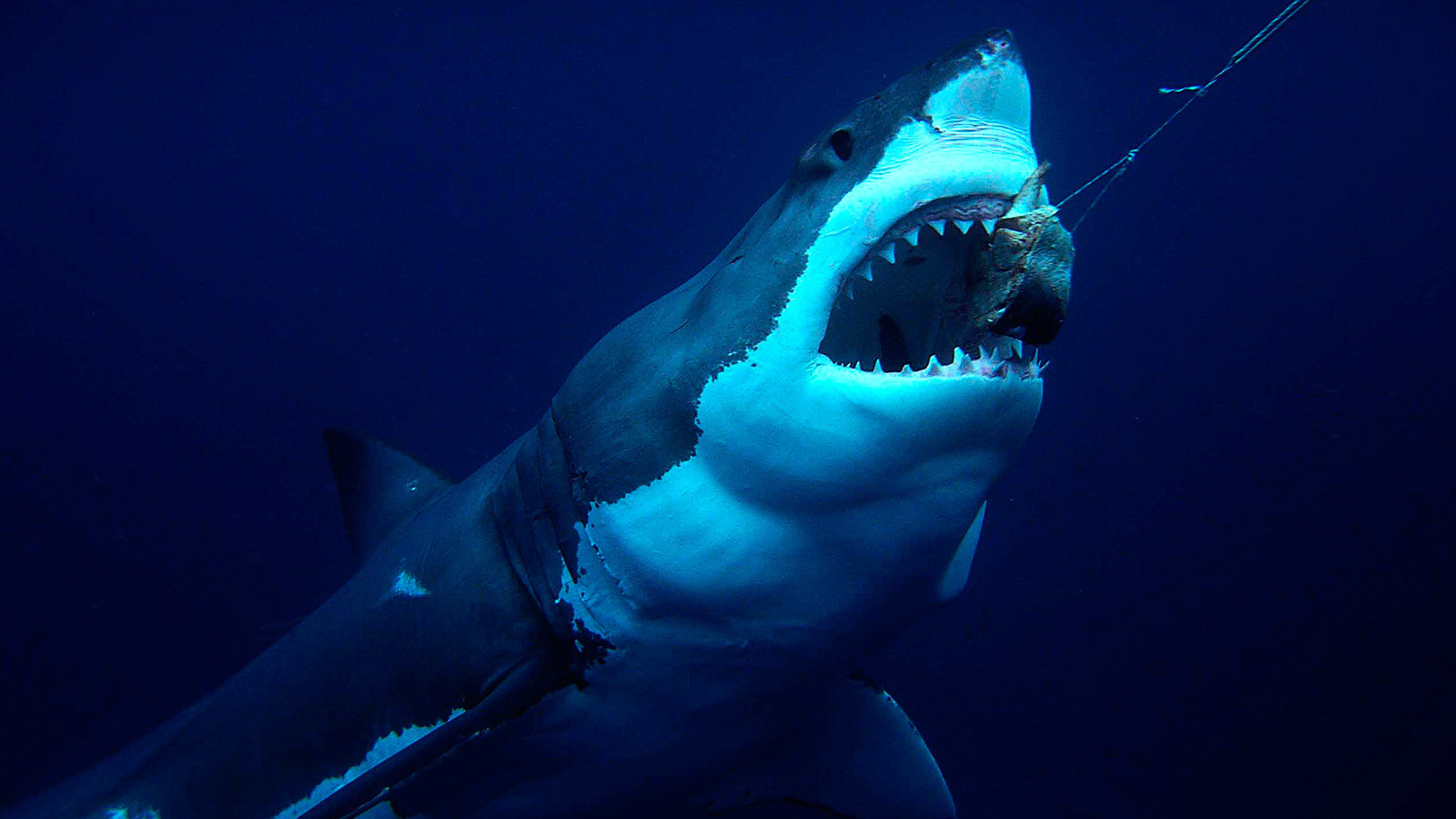 Акула хватает приманку