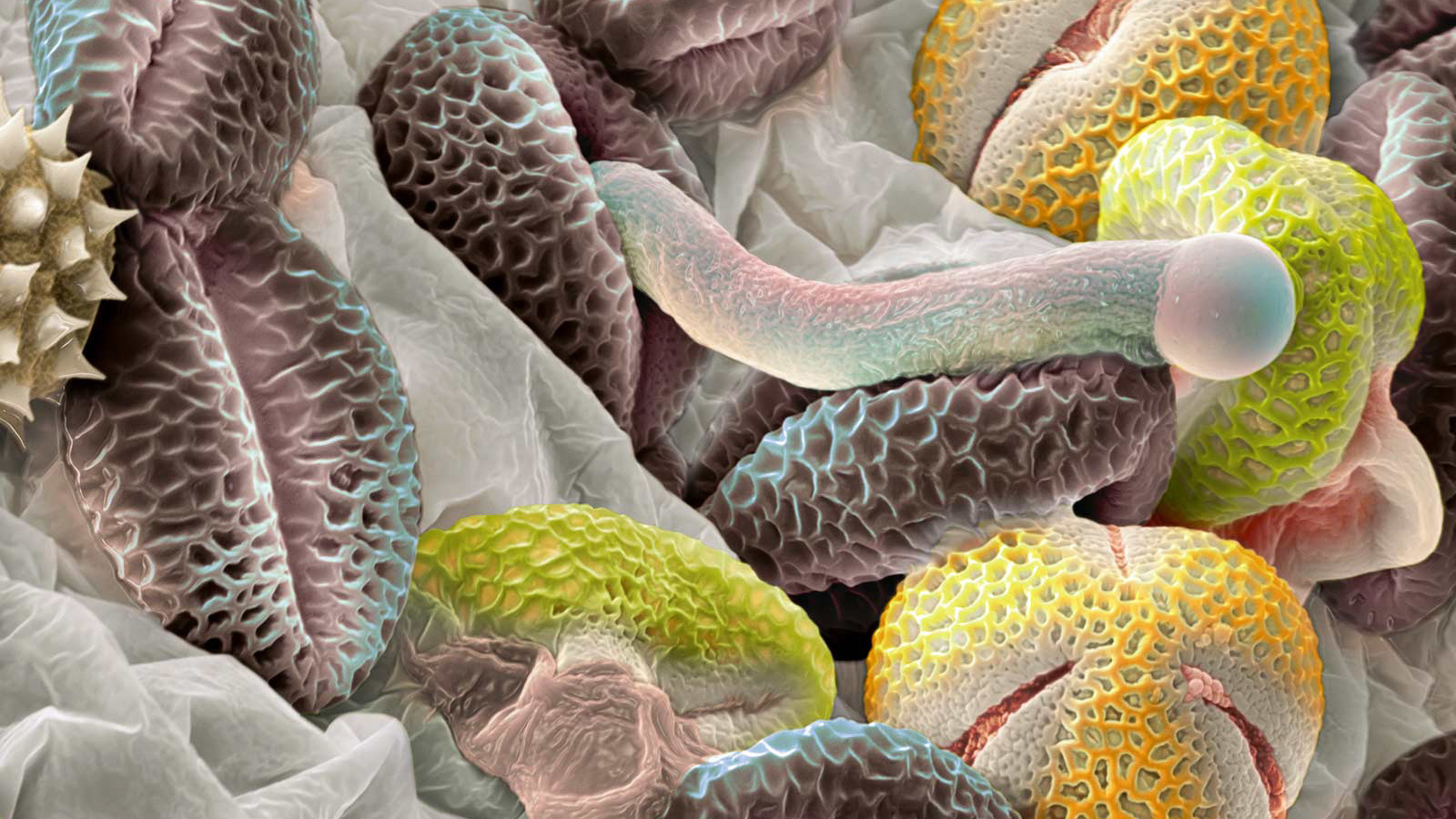 Красочная подводная жизнь