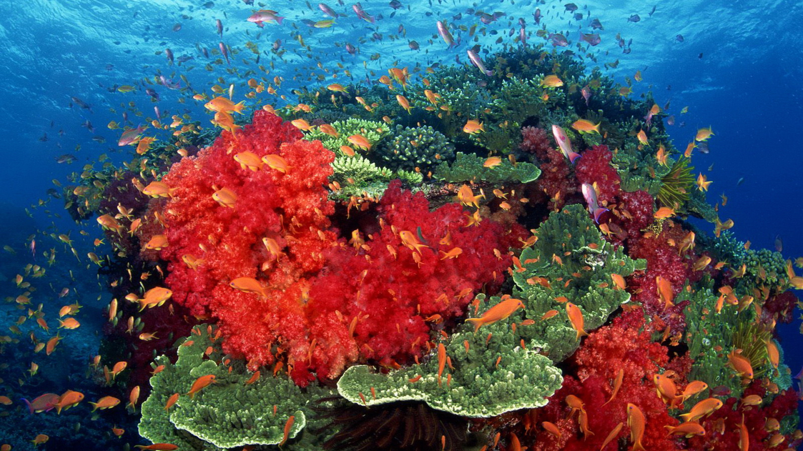 Красные кораллы