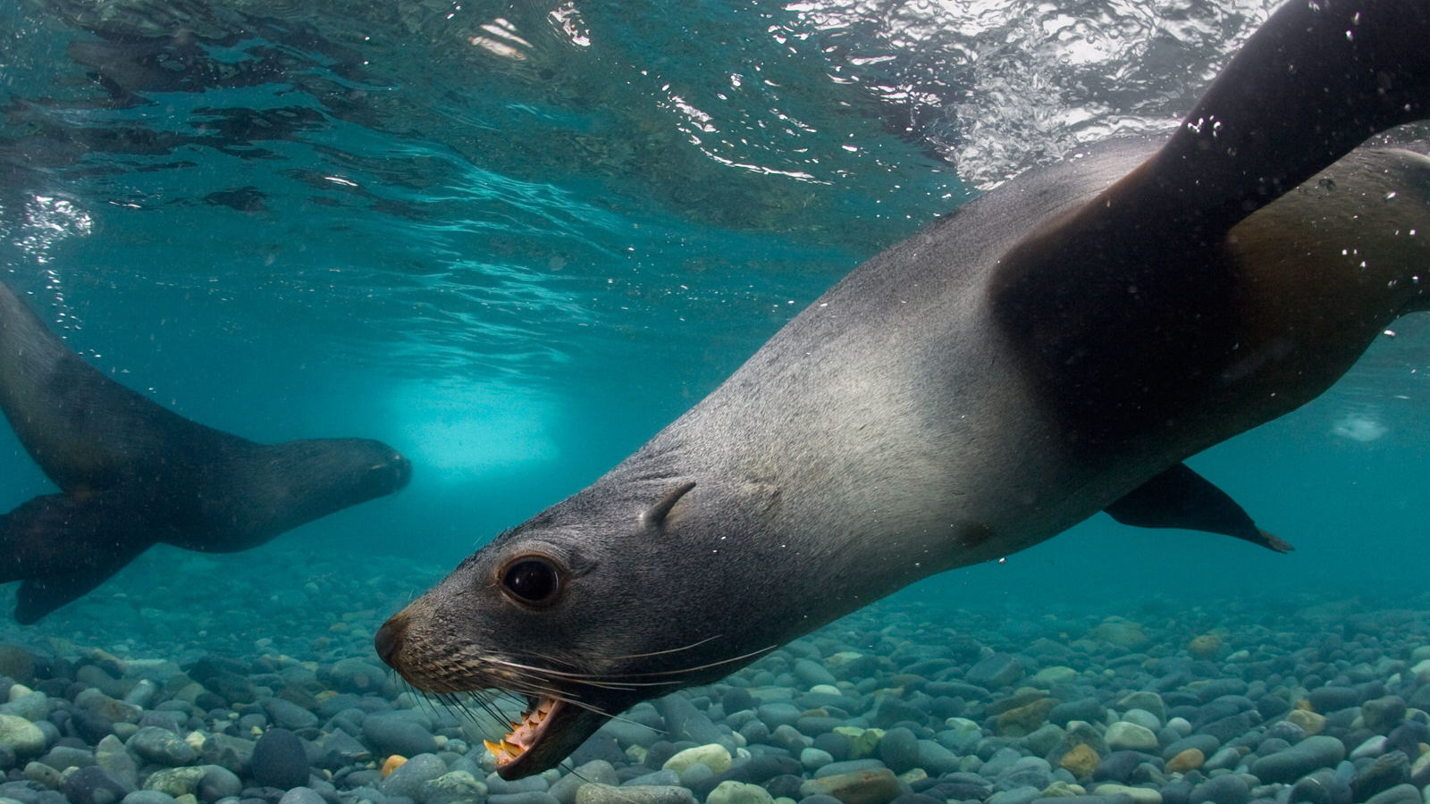 Тюлени под водой