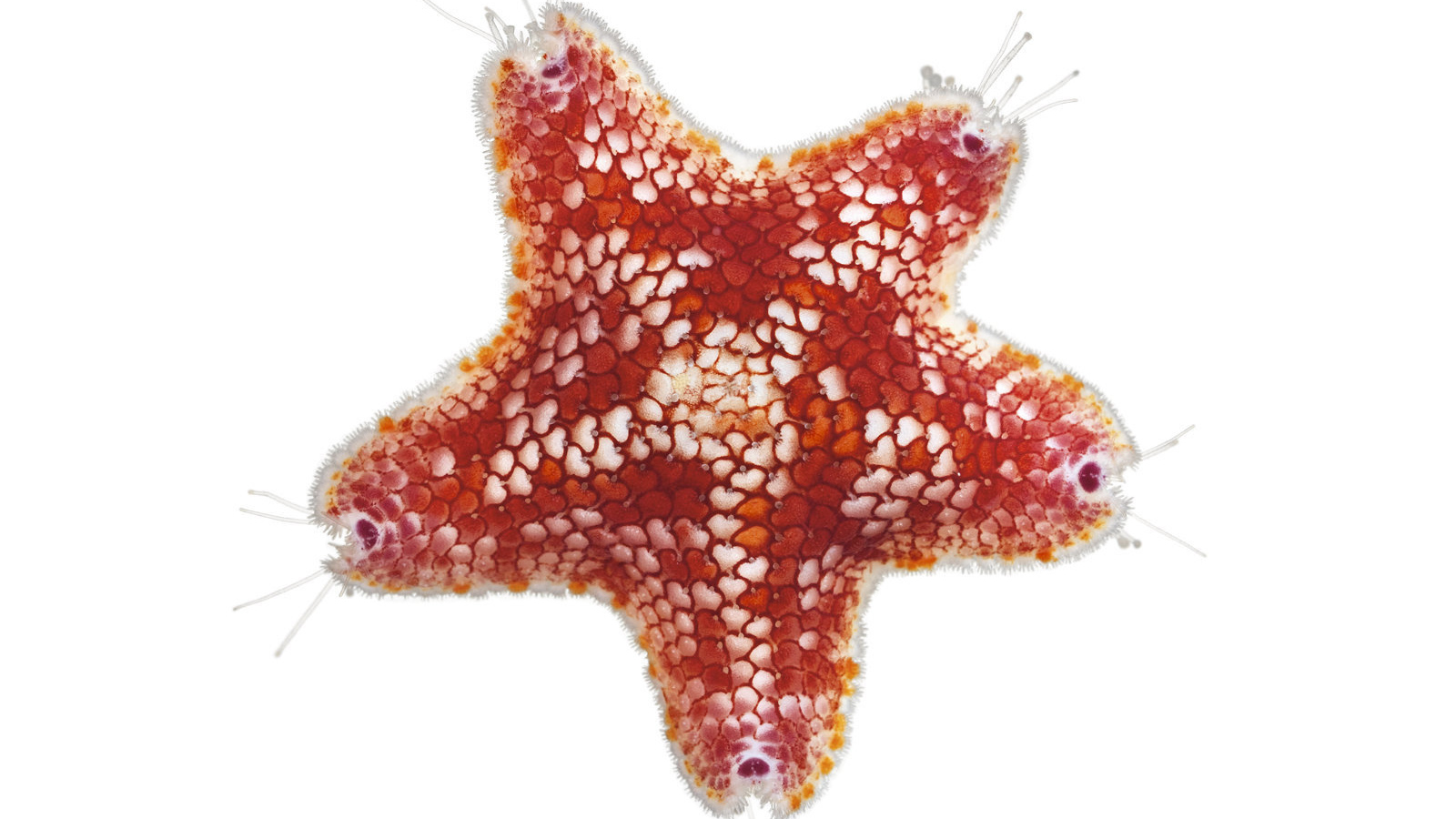 Морская звезда