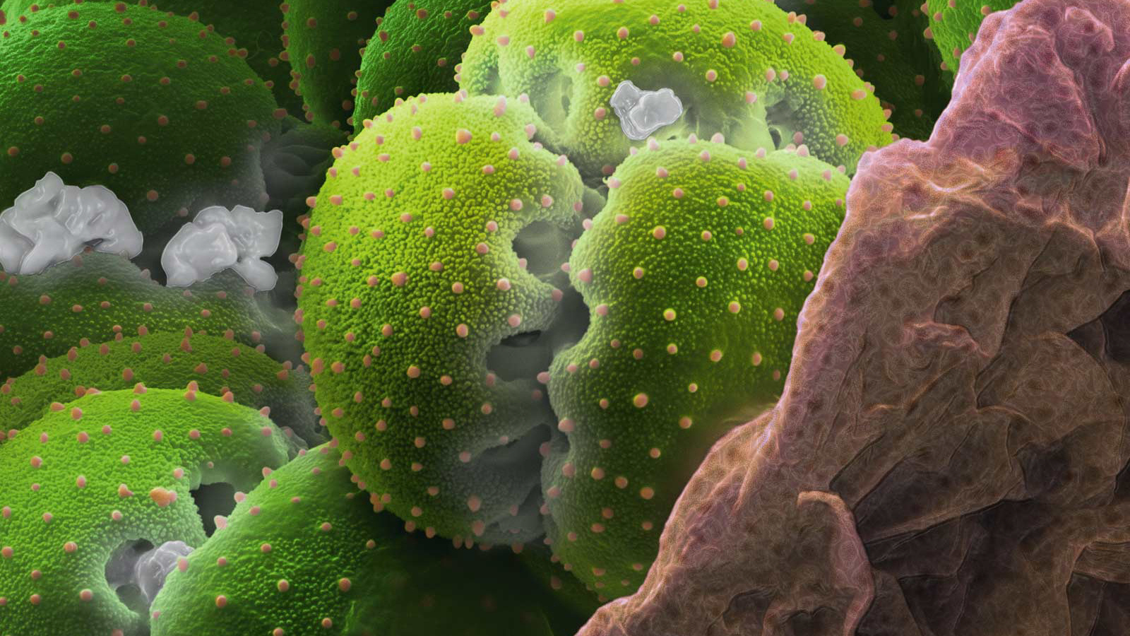 Природа подводного мира