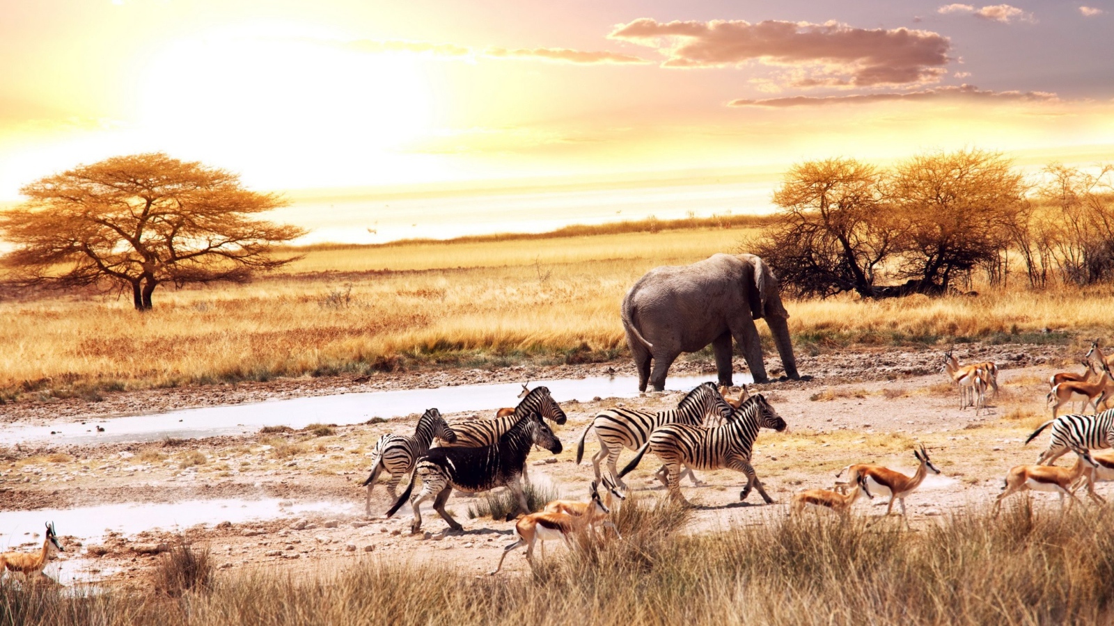 Африканские животные у водопоя