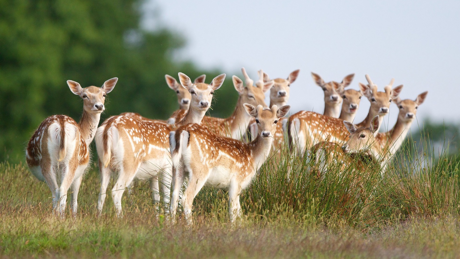 Стадо пятнистых оленей на поле