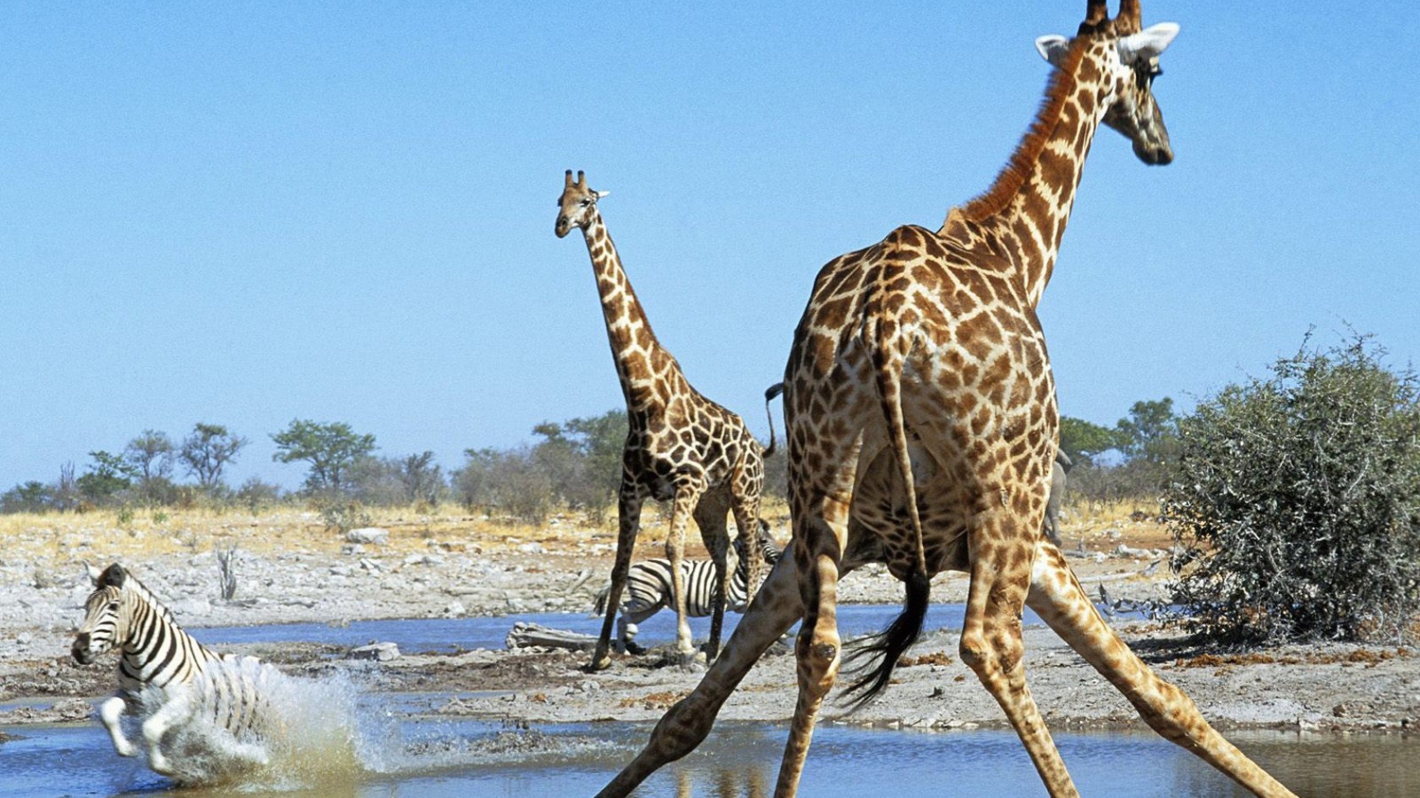 Животные Намибии