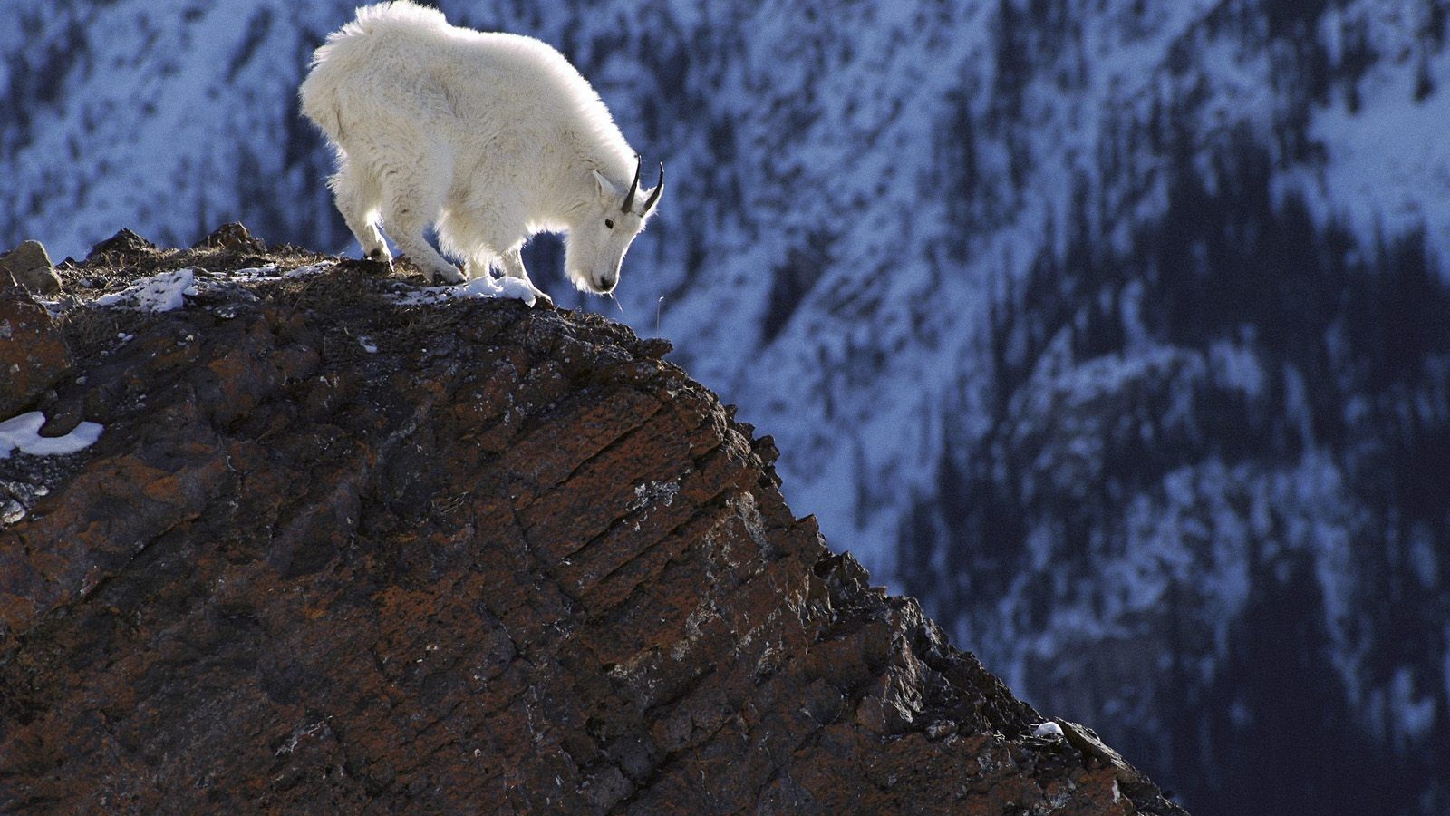 Белый козел в горах