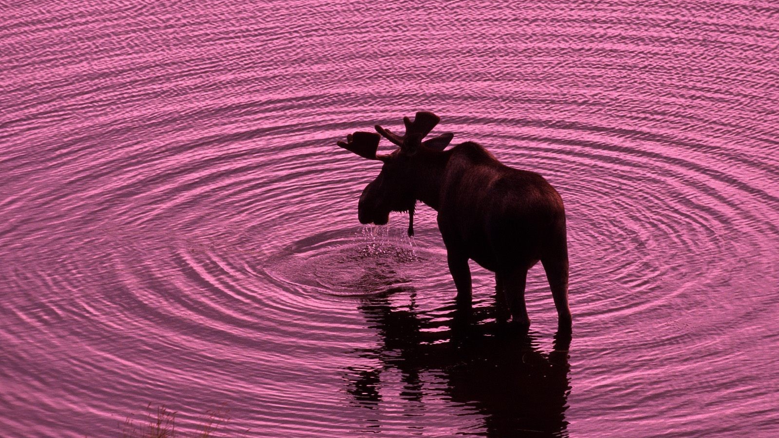 Лось пьет воду