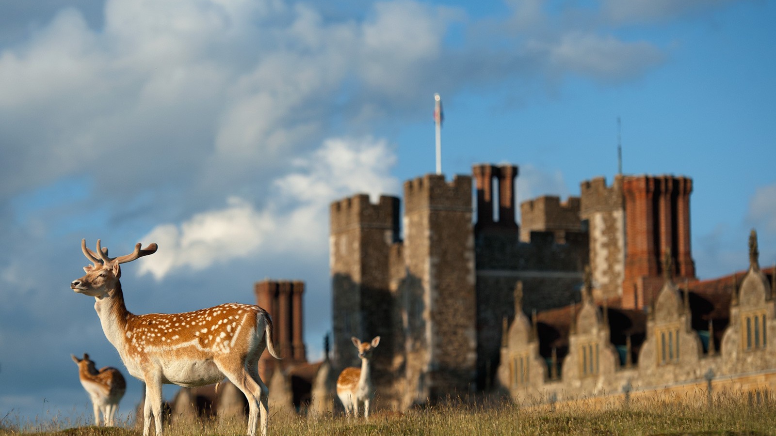 Пятнистые олени