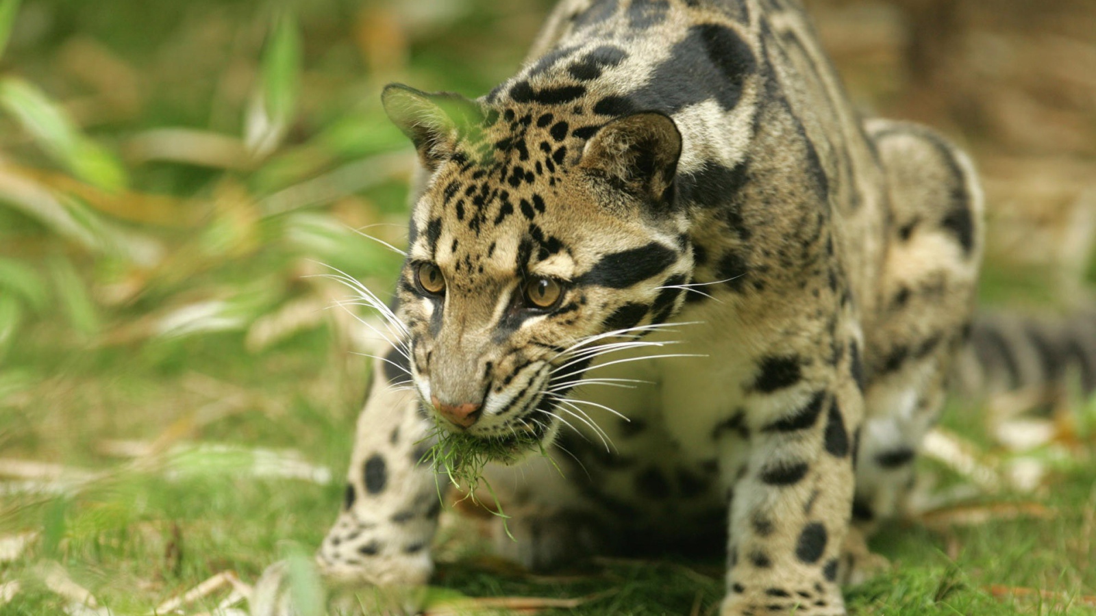 Леопард с травой в зубах
