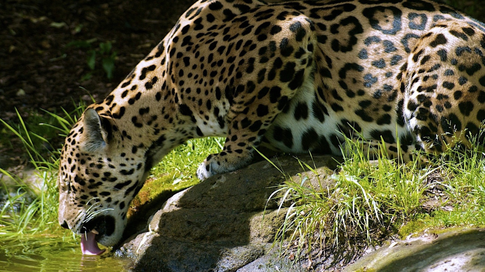 Леопард пьет воду с камня