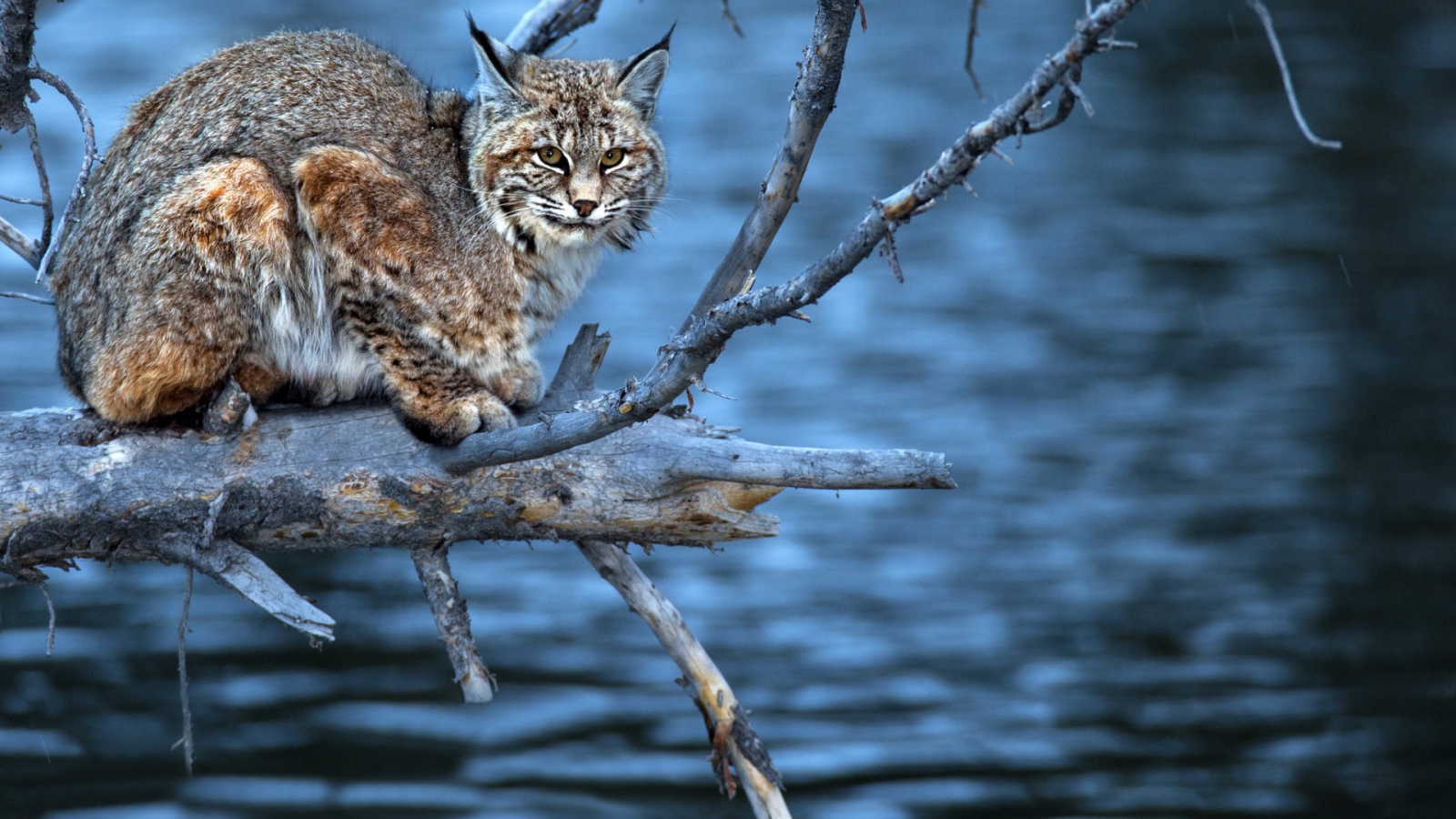 Леопард на сухой  ветке