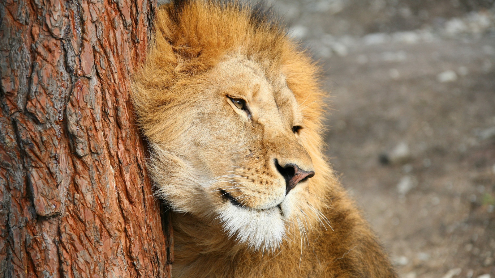 Лев трется о дерево