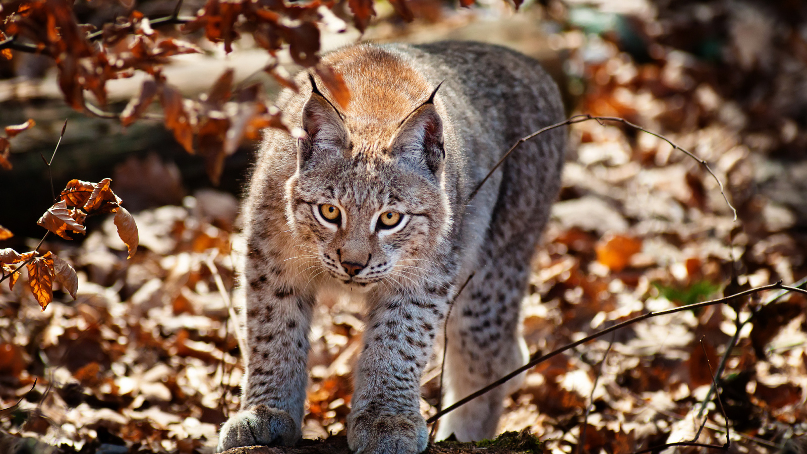 Рысь в осеннем лесу