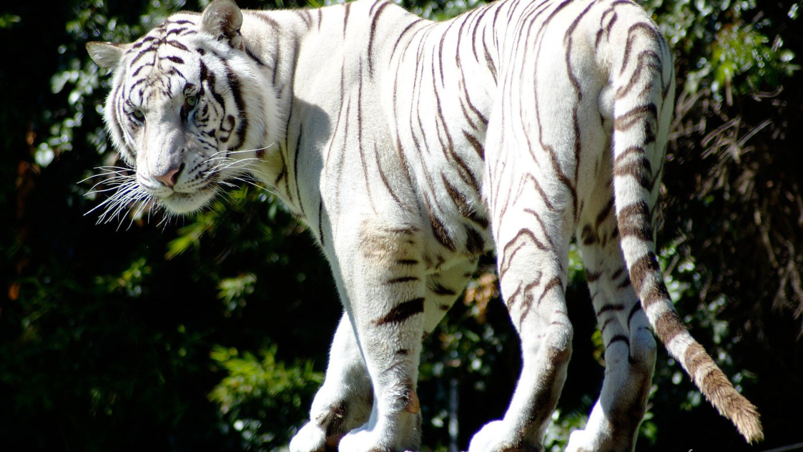 Редкий белый тигр