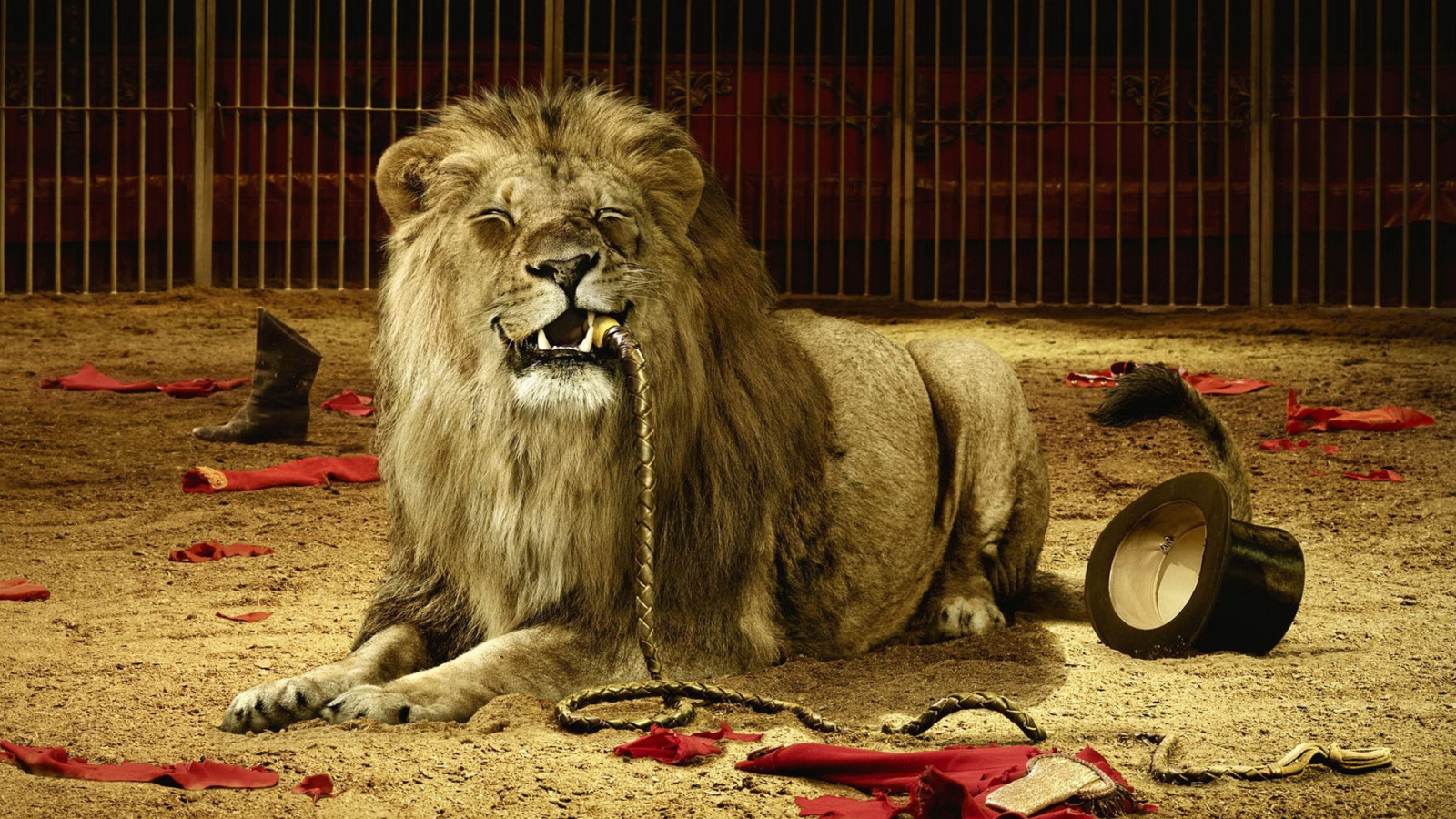 Лев съел дрессировщика