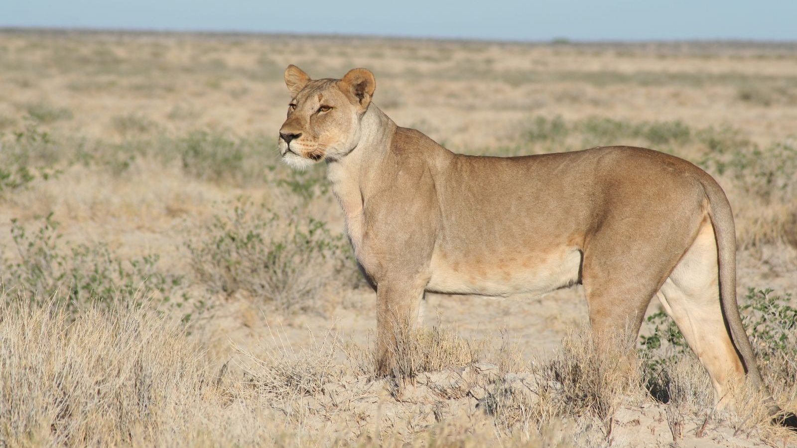 Львица вышла на охоту