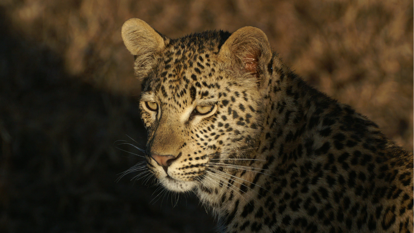 Дикая кошка леопард