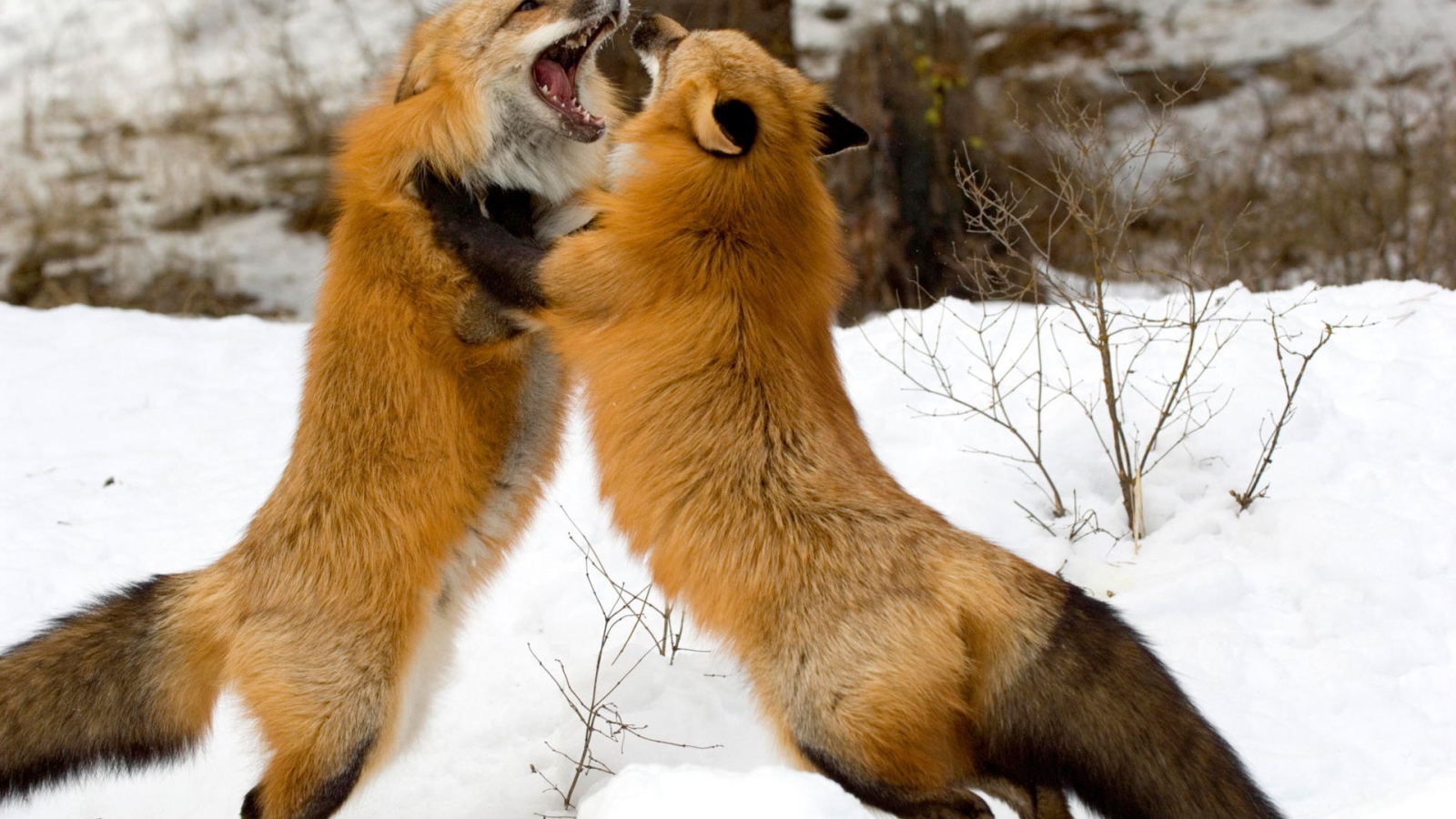 Красные лисы из Монтаны 