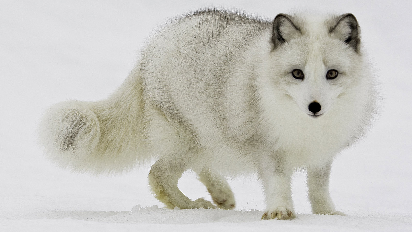 Песец на снегу