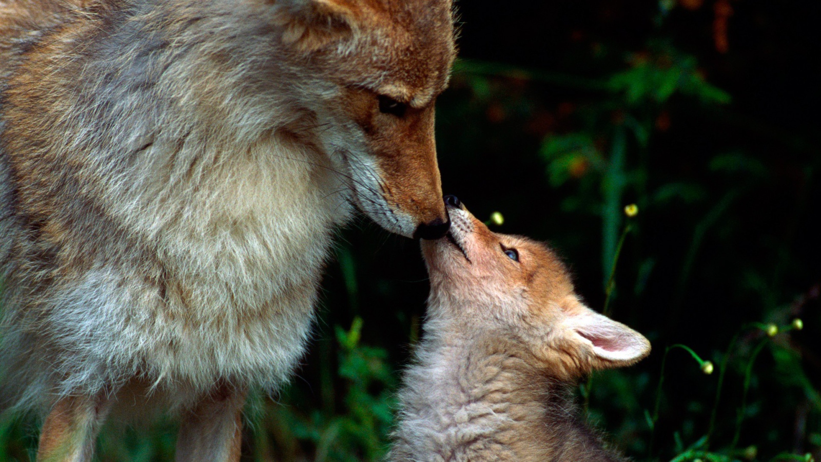 Волчонок просит еды