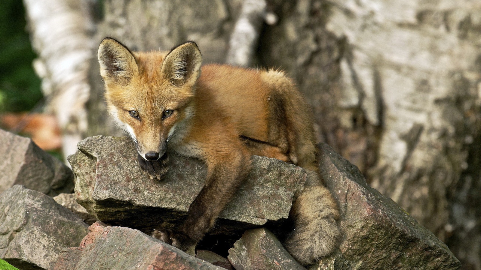 Лиса лежит на камне