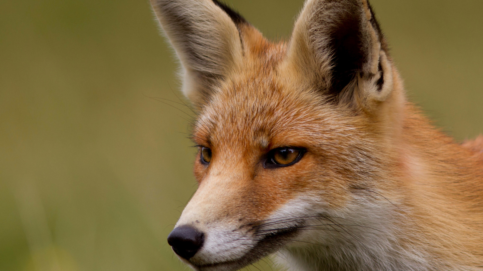 Хитрая рыжая лиса