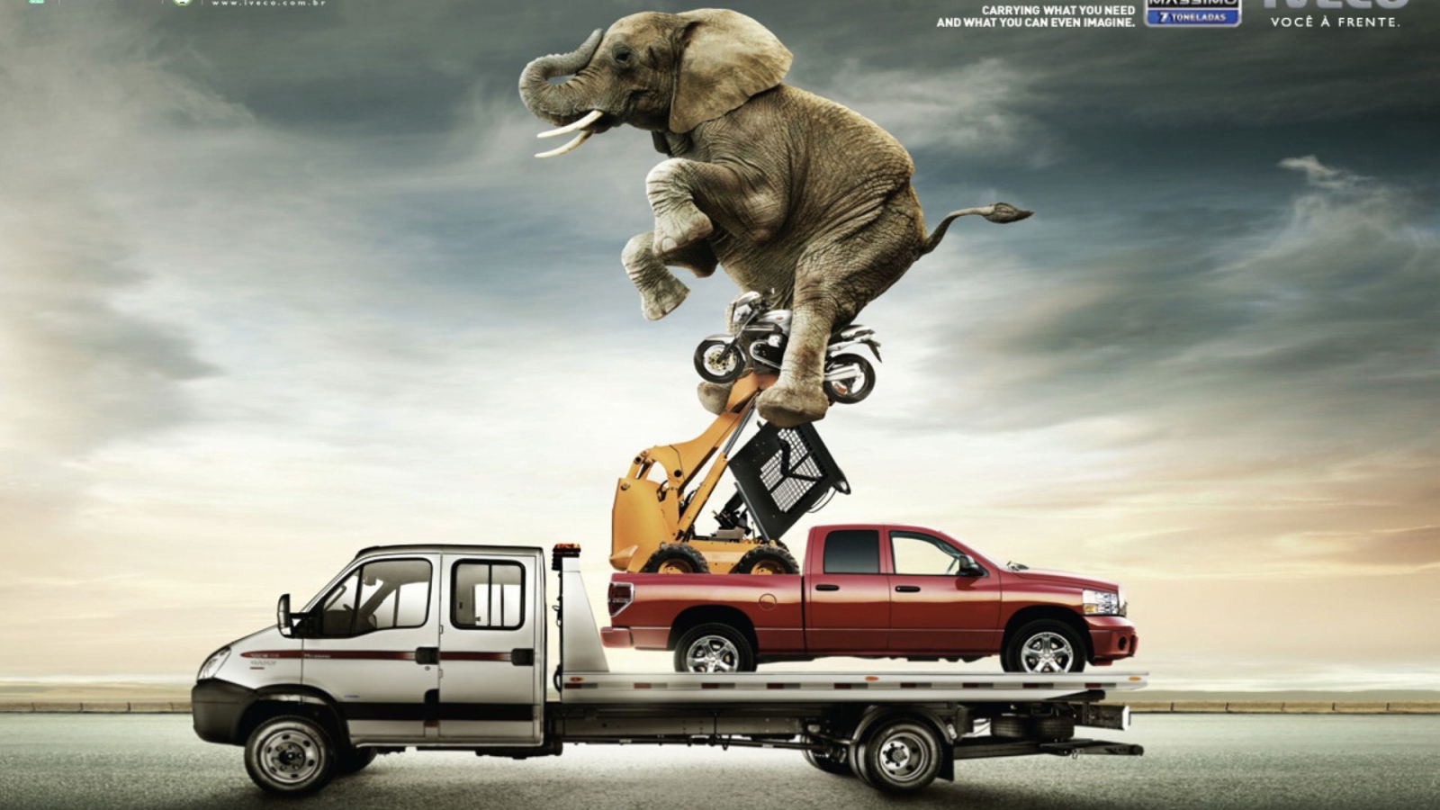 Слон на автомобиле