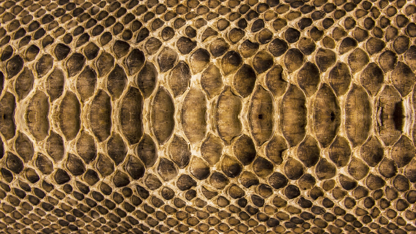 Змеиная кожа