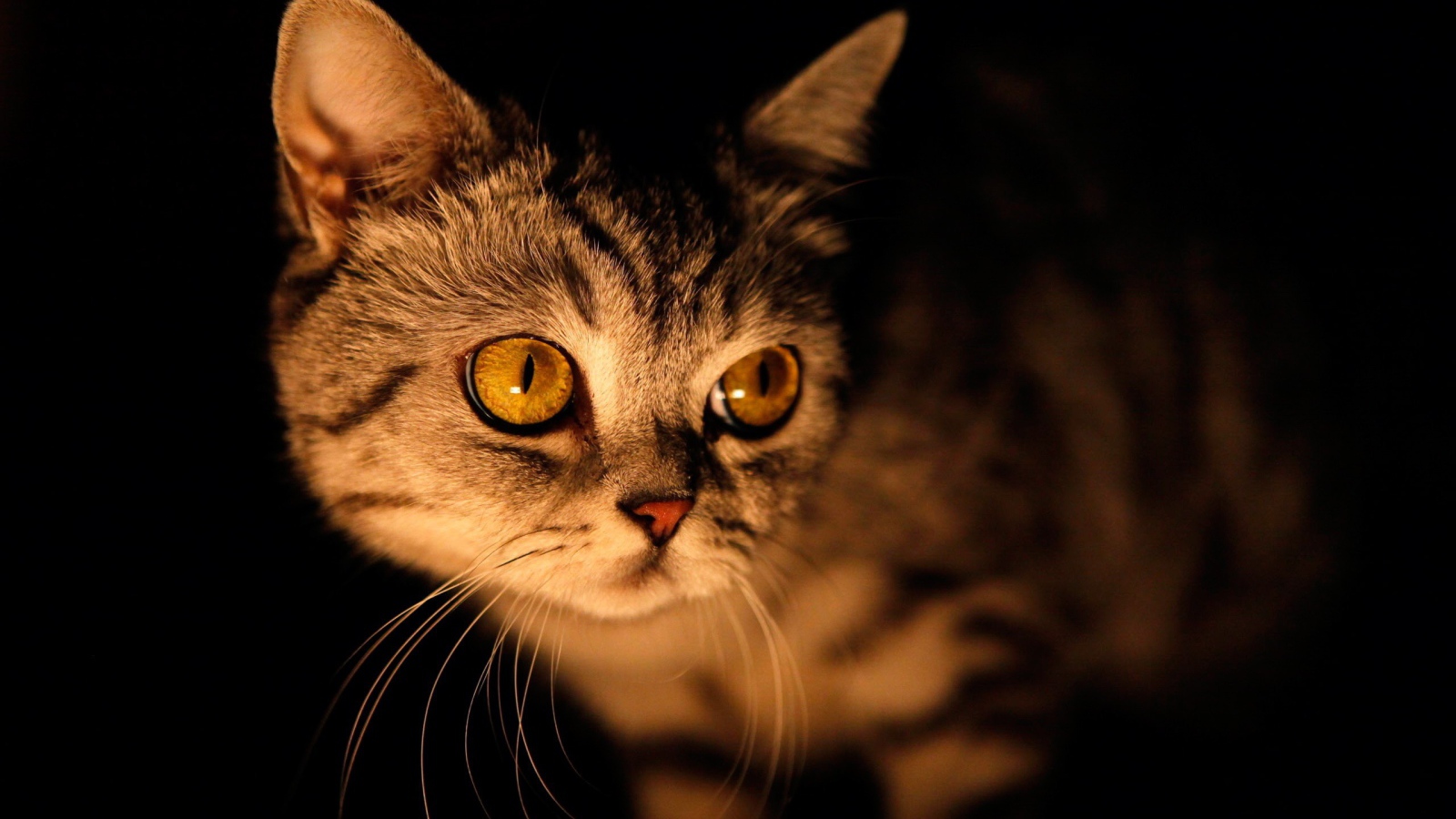 Желтый кот на черном фоне