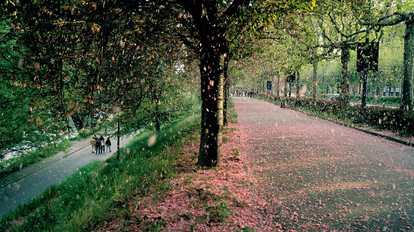 Тополиный пух