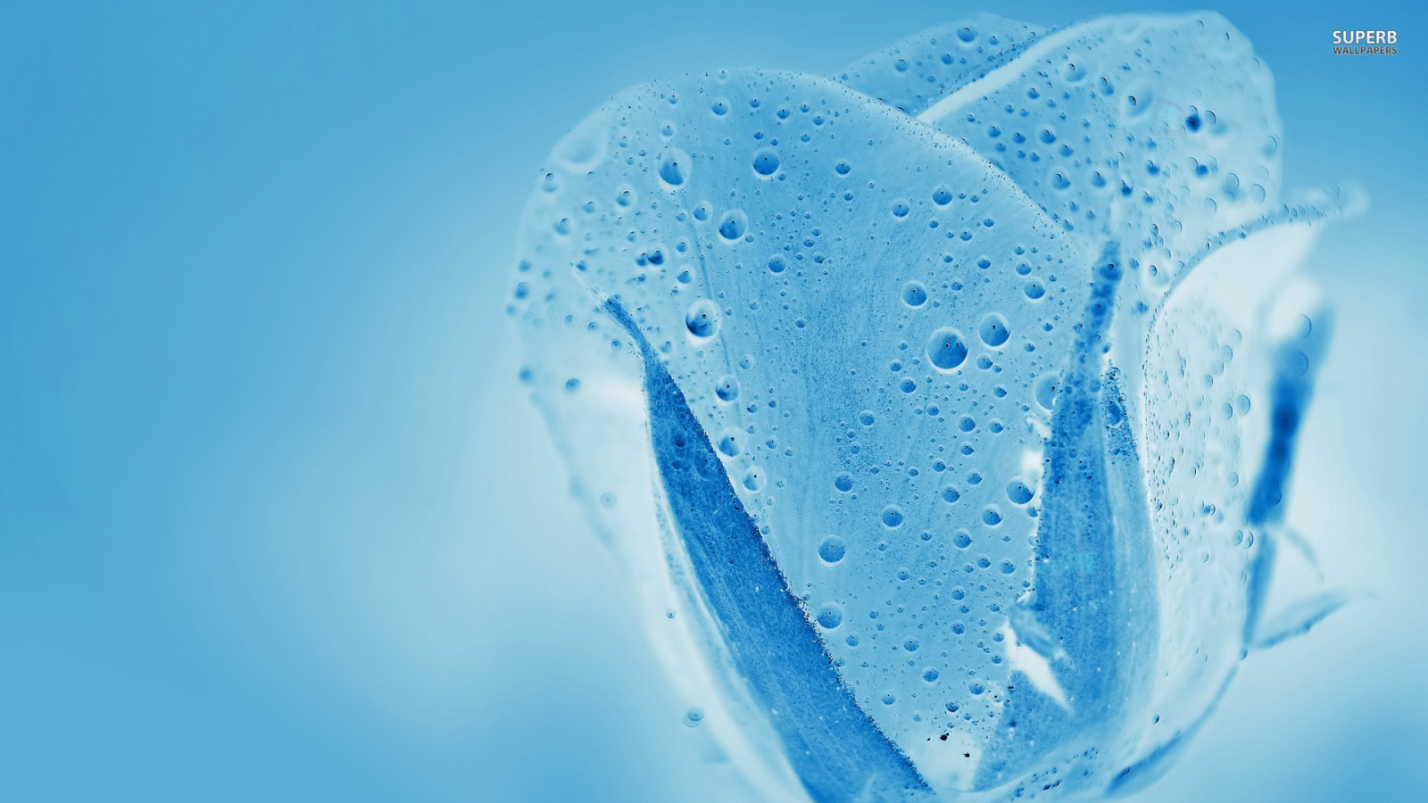 Синяя водяная роза