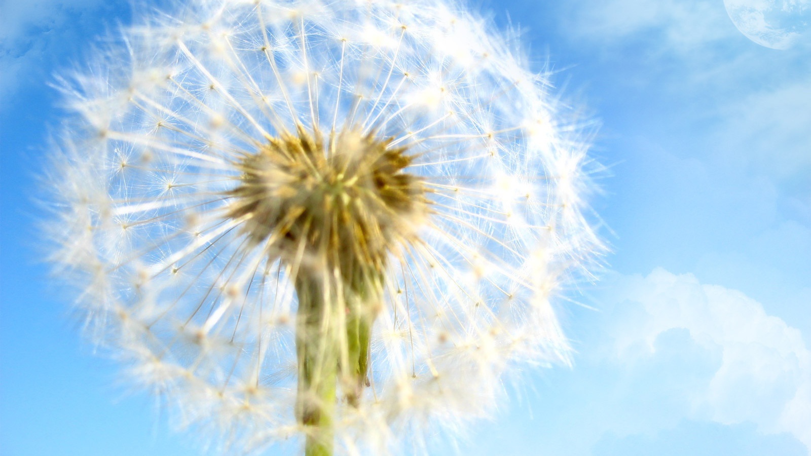 Цветок в мире мечты